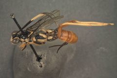 Cryptanura coxata by the Smithsonian. Used under a CC0 license.