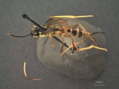Cryptanura mediostrigosa by the Smithsonian. Used under a CC0 license.