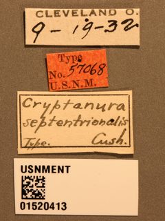 Cryptanura septentrionalis by the Smithsonian. Used under a CC0 license.