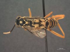 Cryptanura septentrionalis by the Smithsonian. Used under a CC0 license.