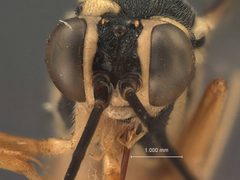 Cryptanura septentrionalis by the Smithsonian. Used under a CC0 license.