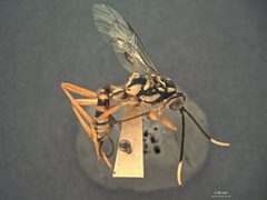 Cryptanura septentrionalis by the Smithsonian. Used under a CC0 license.
