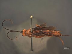 Cryptus californicus by the Smithsonian. Used under a CC0 license.