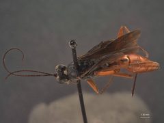 Cryptus rufovinctus by the Smithsonian. Used under a CC0 license.