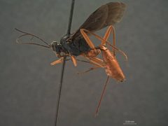Cryptus rufovinctus by the Smithsonian. Used under a CC0 license.