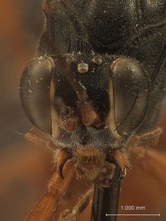 Cryptus rufovinctus by the Smithsonian. Used under a CC0 license.