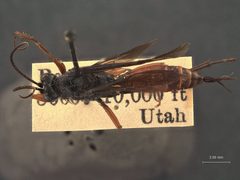 Cryptus symmetricus by the Smithsonian. Used under a CC0 license.