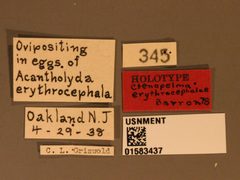 Ctenopelma erythrocephalae by the Smithsonian. Used under a CC0 license.