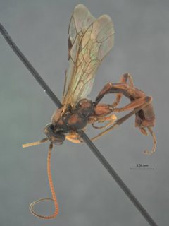 Ctenopelma erythrocephalae by the Smithsonian. Used under a CC0 license.