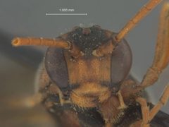 Ctenopelma erythrocephalae by the Smithsonian. Used under a CC0 license.