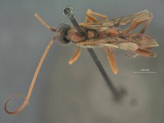 Ctenopelma erythrocephalae by the Smithsonian. Used under a CC0 license.