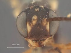 Ctenopelma indotata by the Smithsonian. Used under a CC0 license.