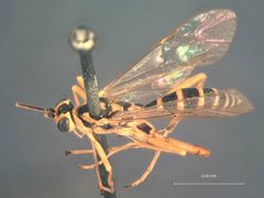Ctenopelma pulchra by the Smithsonian. Used under a CC0 license.