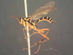 Ctenopelma pulchra by the Smithsonian. Used under a CC0 license.