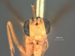 Ctenopelma pulchra by the Smithsonian. Used under a CC0 license.