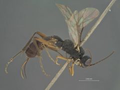 Cubocephalus atrocoxalis by the Smithsonian. Used under a CC0 license.