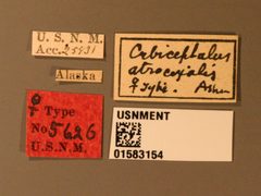 Cubocephalus atrocoxalis by the Smithsonian. Used under a CC0 license.
