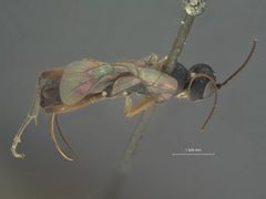 Cubocephalus atrocoxalis by the Smithsonian. Used under a CC0 license.