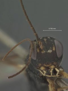 Cubocephalus atrocoxalis by the Smithsonian. Used under a CC0 license.