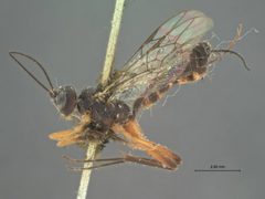Cubocephalus nigricornis by the Smithsonian. Used under a CC0 license.