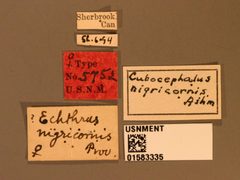 Cubocephalus nigricornis by the Smithsonian. Used under a CC0 license.