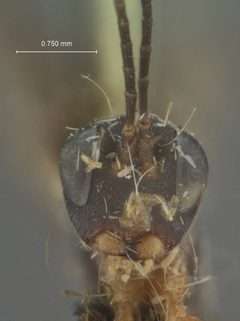 Cubocephalus nigricornis by the Smithsonian. Used under a CC0 license.