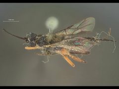 Cubocephalus nigricornis by the Smithsonian. Used under a CC0 license.