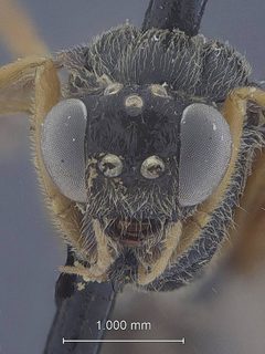 Cylloceria tinochacae by the Smithsonian. Used under a CC0 license.