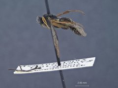 Cylloceria tinochacae by the Smithsonian. Used under a CC0 license.