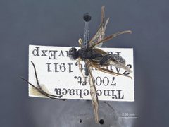 Cylloceria tinochacae by the Smithsonian. Used under a CC0 license.