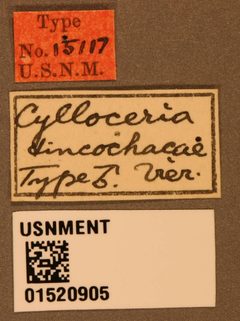 Cylloceria tinochacae by the Smithsonian. Used under a CC0 license.