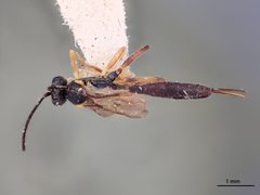 Cymodusa coxalis by the Smithsonian. Used under a CC0 license.