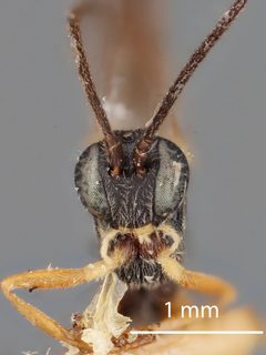 Cymodusa coxalis by the Smithsonian. Used under a CC0 license.