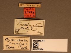Cymodusa coxalis by the Smithsonian. Used under a CC0 license.
