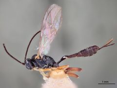 Cymodusa coxalis by the Smithsonian. Used under a CC0 license.