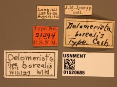 Delomerista borealis by the Smithsonian. Used under a CC0 license.