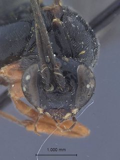 Delomerista borealis by the Smithsonian. Used under a CC0 license.