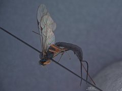 Delomerista borealis by the Smithsonian. Used under a CC0 license.