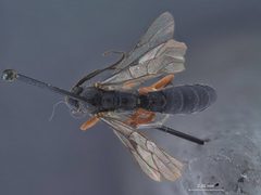 Delomerista borealis by the Smithsonian. Used under a CC0 license.