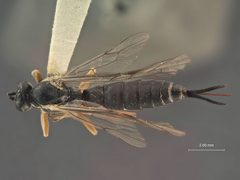 Delomerista diprionis by the Smithsonian. Used under a CC0 license.