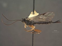 Delomerista diprionis by the Smithsonian. Used under a CC0 license.