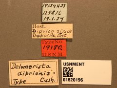 Delomerista diprionis by the Smithsonian. Used under a CC0 license.