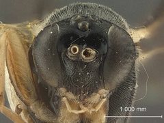Delomerista diprionis by the Smithsonian. Used under a CC0 license.