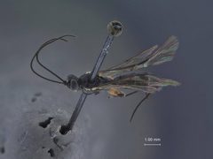 Delomerista lepteces by the Smithsonian. Used under a CC0 license.
