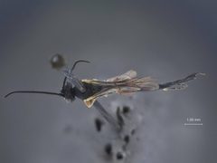 Diadegma carolina by the Smithsonian. Used under a CC0 license.
