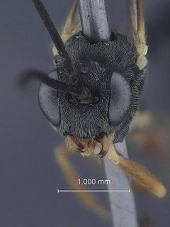 Diadegma carolina by the Smithsonian. Used under a CC0 license.