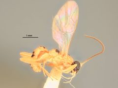 Diaglyptidea roepkei by the Smithsonian. Used under a CC0 license.
