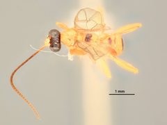 Diaglyptidea roepkei by the Smithsonian. Used under a CC0 license.