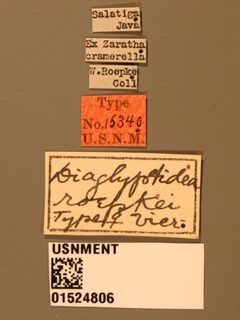 Diaglyptidea roepkei by the Smithsonian. Used under a CC0 license.