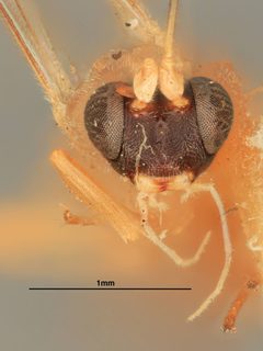 Diaglyptidea roepkei by the Smithsonian. Used under a CC0 license.